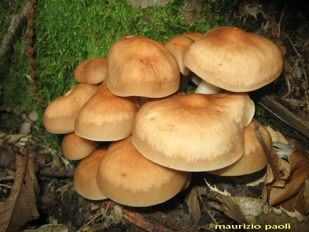 Funghi della bella stagione